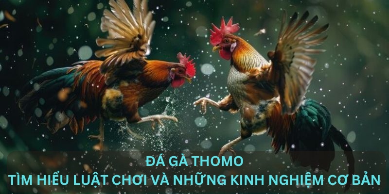 Đá gà Thomo - Tìm hiểu về luật chơi và những kinh nghiệm cơ bản